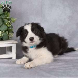 Beverly, Border Collie Puppy